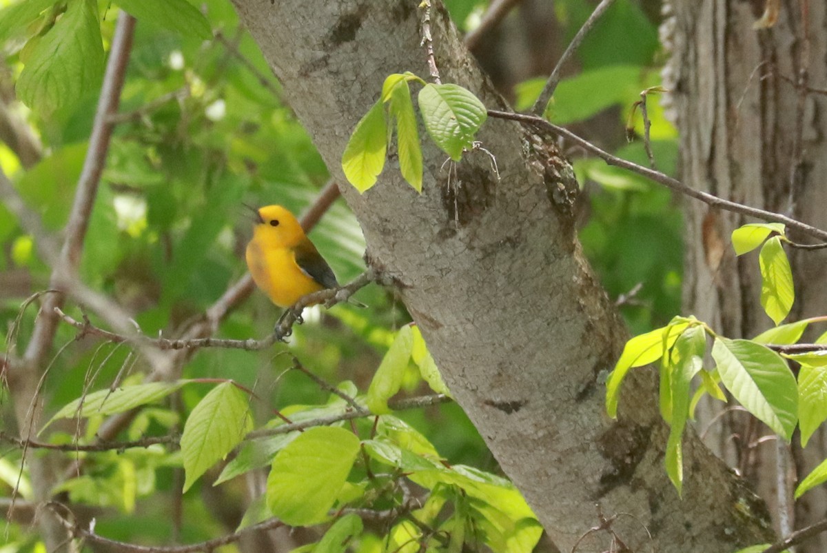Prothonotary Warbler - ML563827161