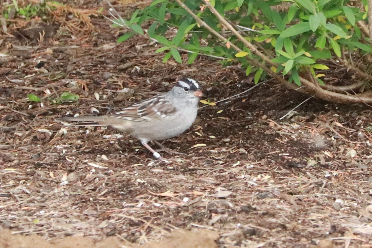 White-crowned Sparrow - ML563827401
