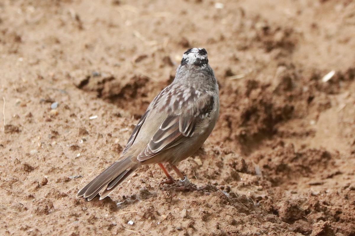 White-crowned Sparrow - ML563827411