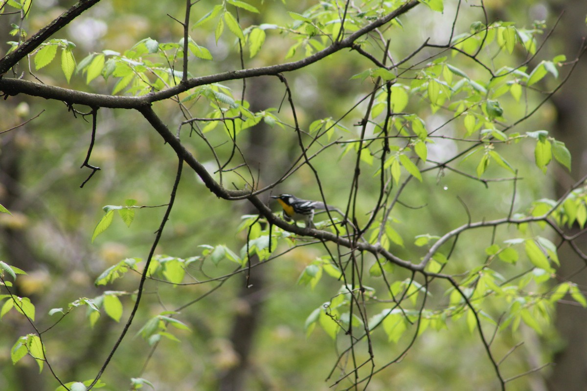 Yellow-throated Warbler - ML56383171