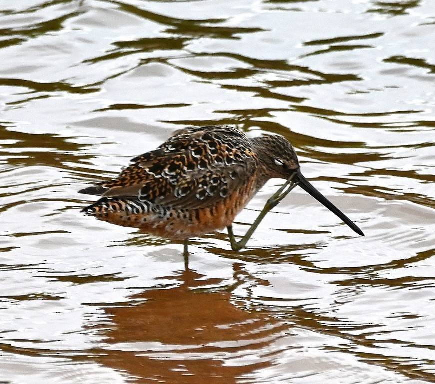 Long-billed Dowitcher - ML563840931