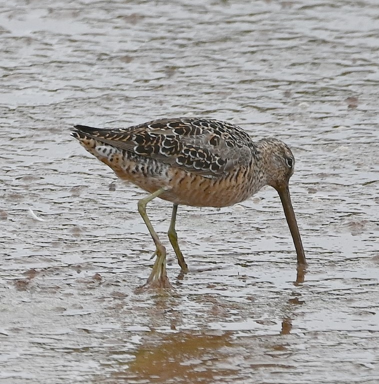 Long-billed Dowitcher - ML563840951