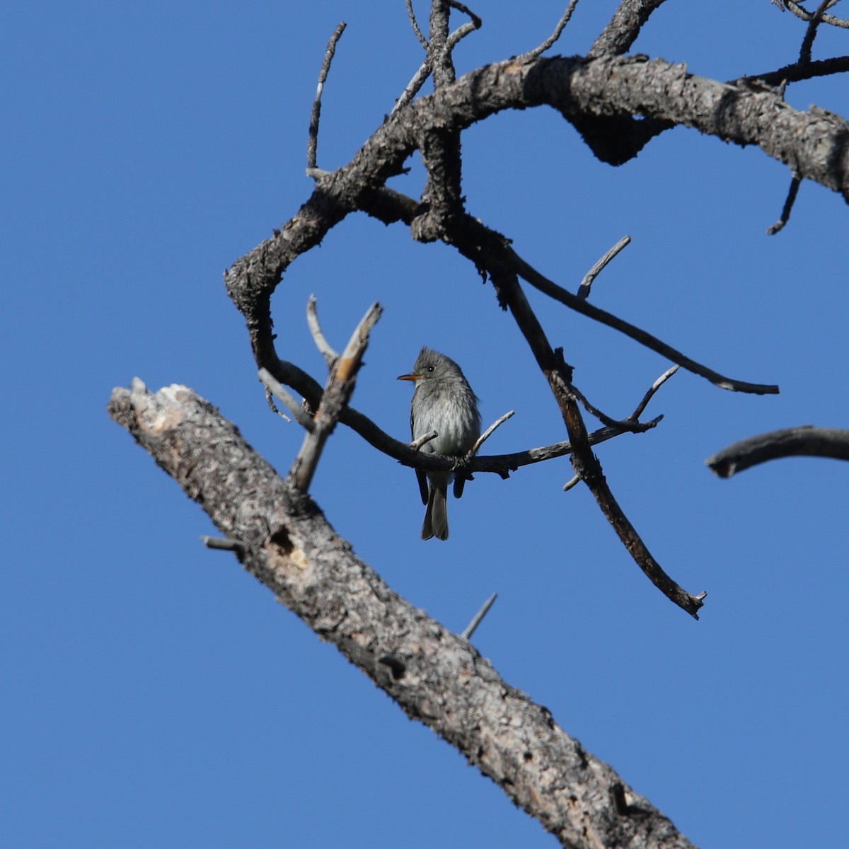 Greater Pewee - ML563843101