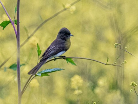 Black Phoebe - James Kendall