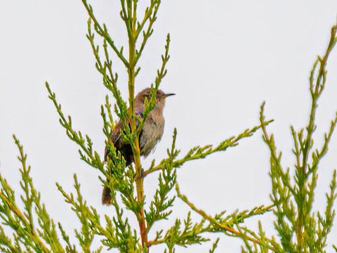 House Wren - James Kendall