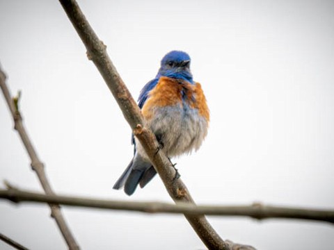 Western Bluebird - James Kendall