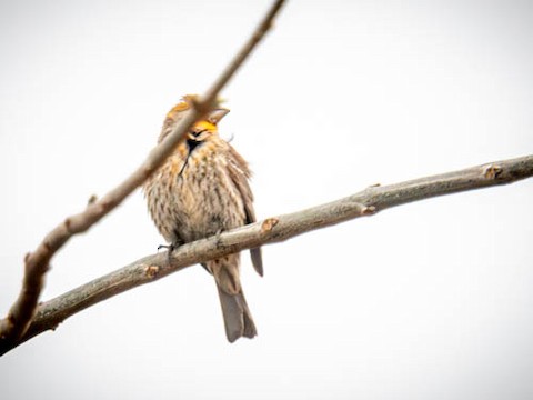 House Finch - James Kendall