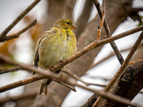 American Goldfinch - James Kendall