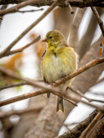 American Goldfinch - James Kendall