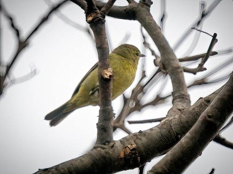 Orange-crowned Warbler - James Kendall