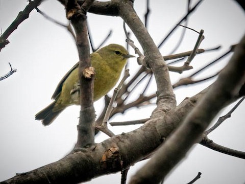 Orange-crowned Warbler - James Kendall