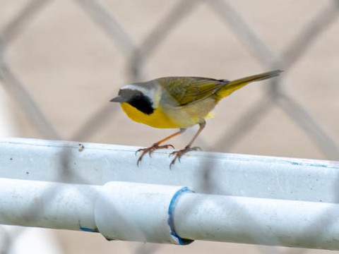 Common Yellowthroat - James Kendall