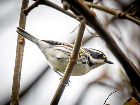Black-throated Gray Warbler - James Kendall