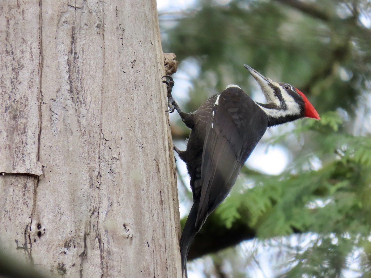 Pileated Woodpecker - ML563847201