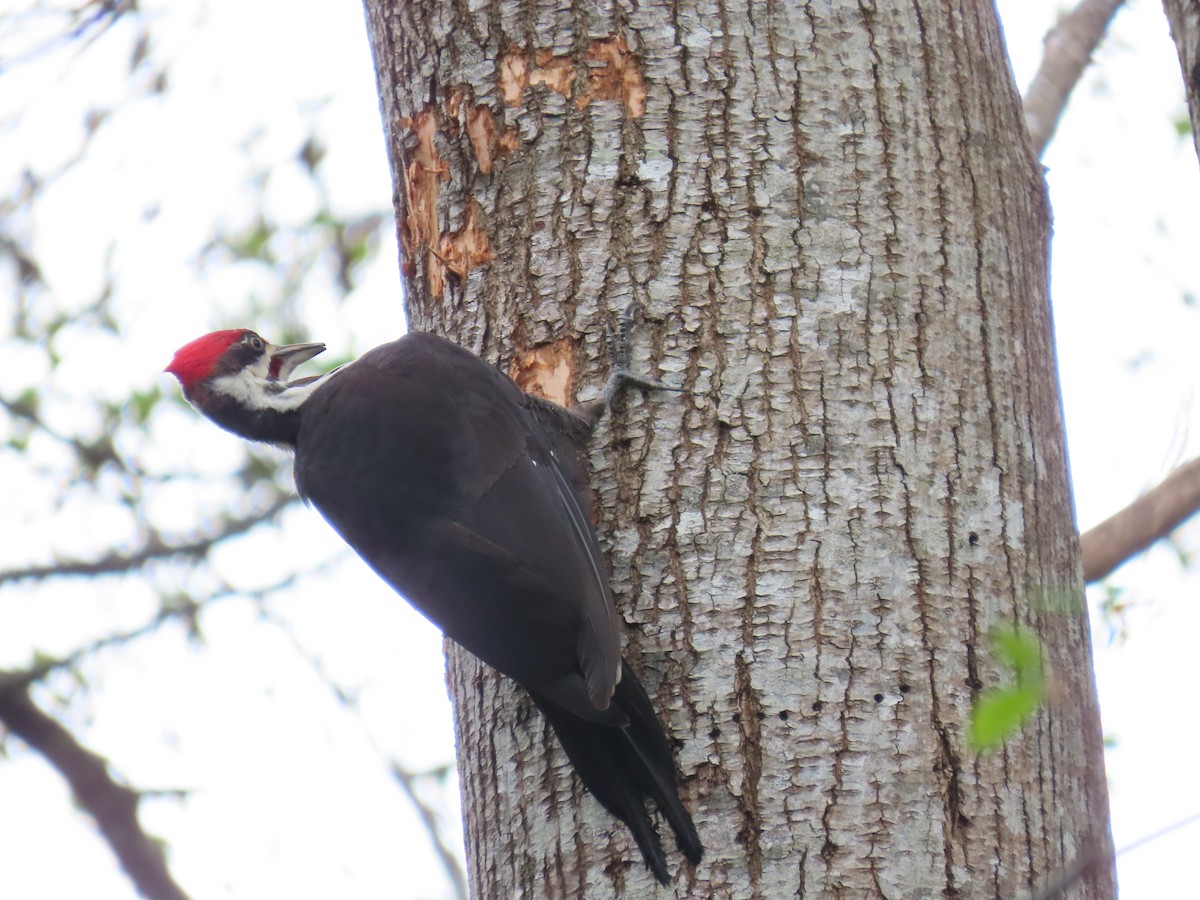 Pileated Woodpecker - ML563847211