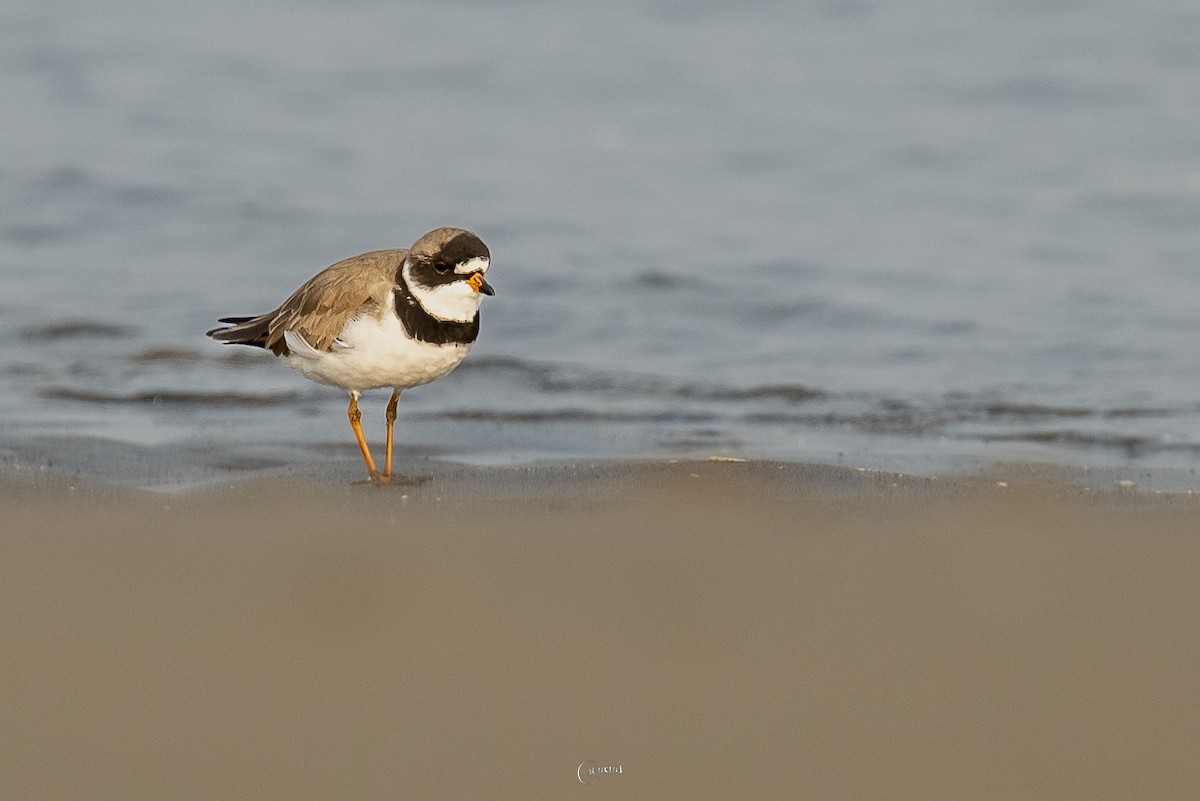 Semipalmated Plover - ML563847731