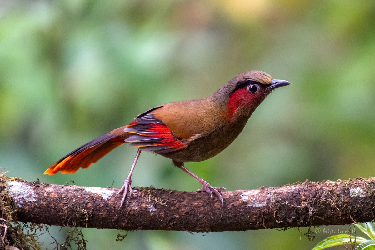 Red-faced Liocichla - ML563849971