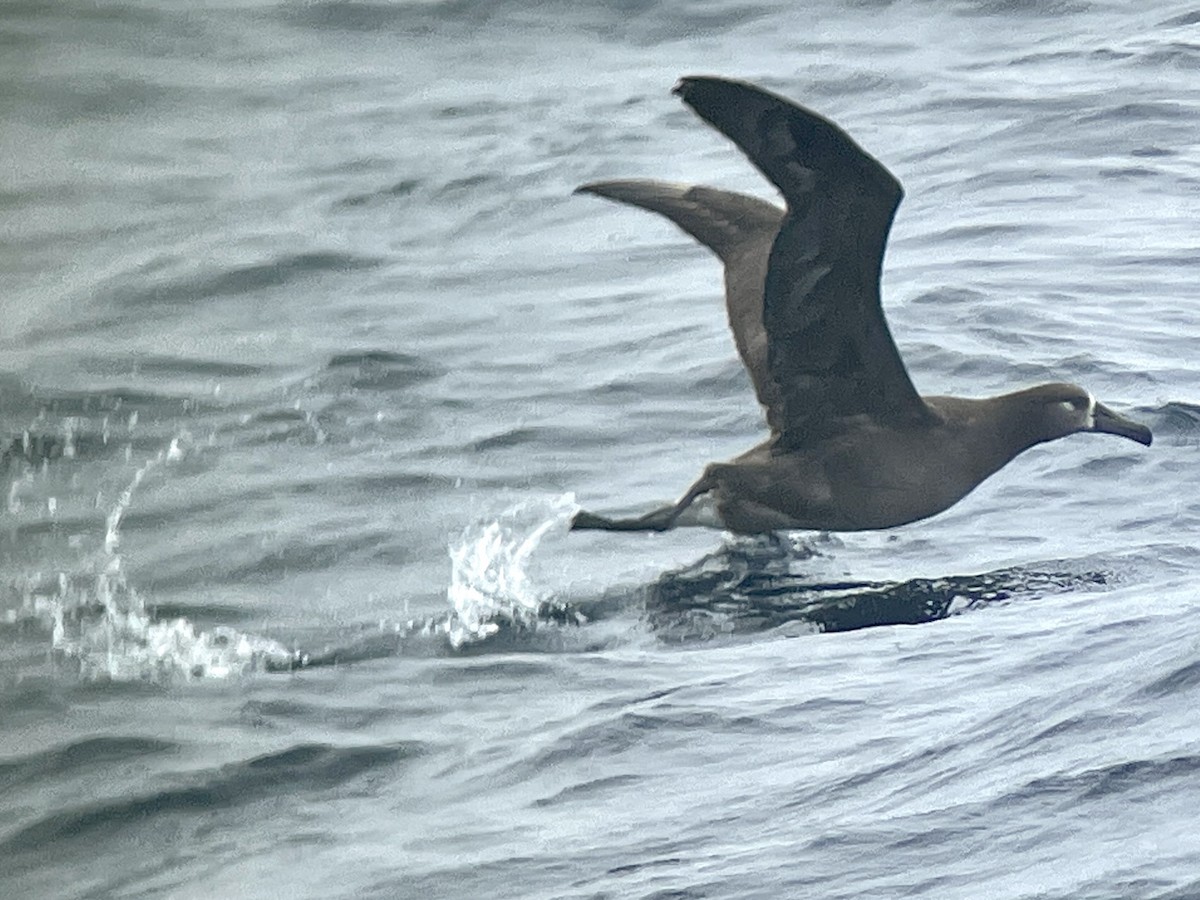 Black-footed Albatross - ML563850331