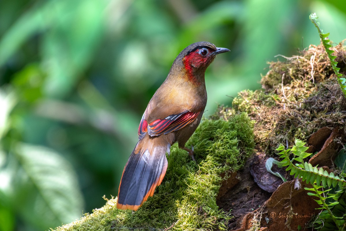 Red-faced Liocichla - ML563850571