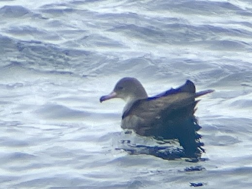 Pink-footed Shearwater - ML563850821