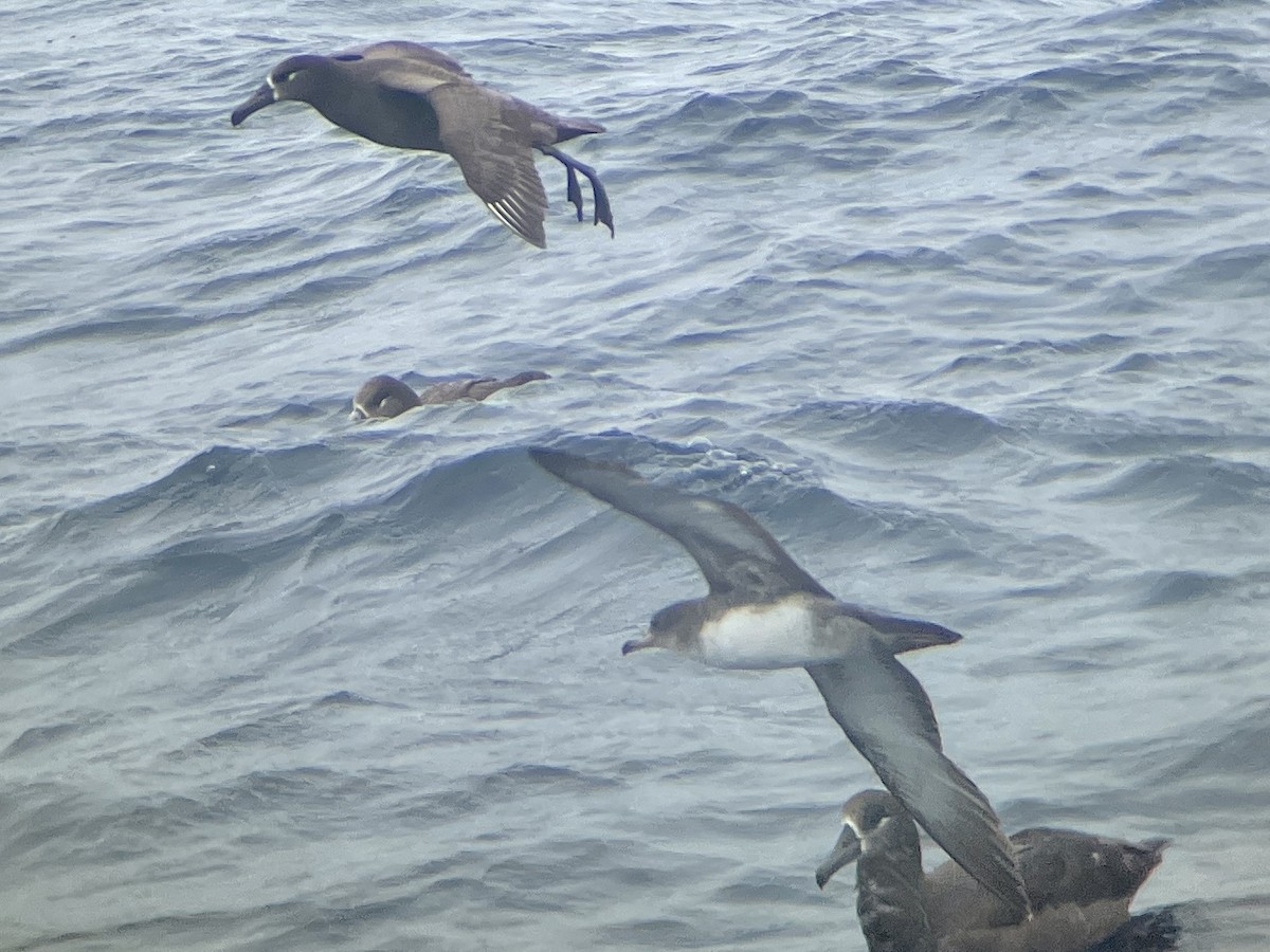 Pink-footed Shearwater - ML563850841