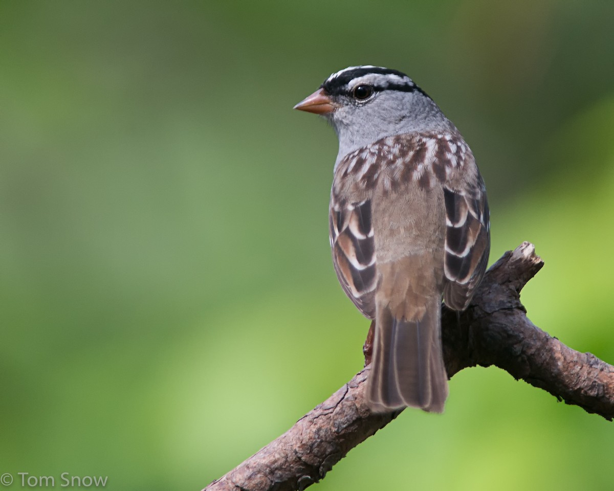 White-crowned Sparrow - ML56385451