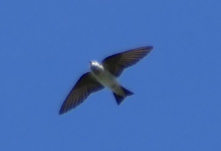 Violet-green Swallow - ML563855351