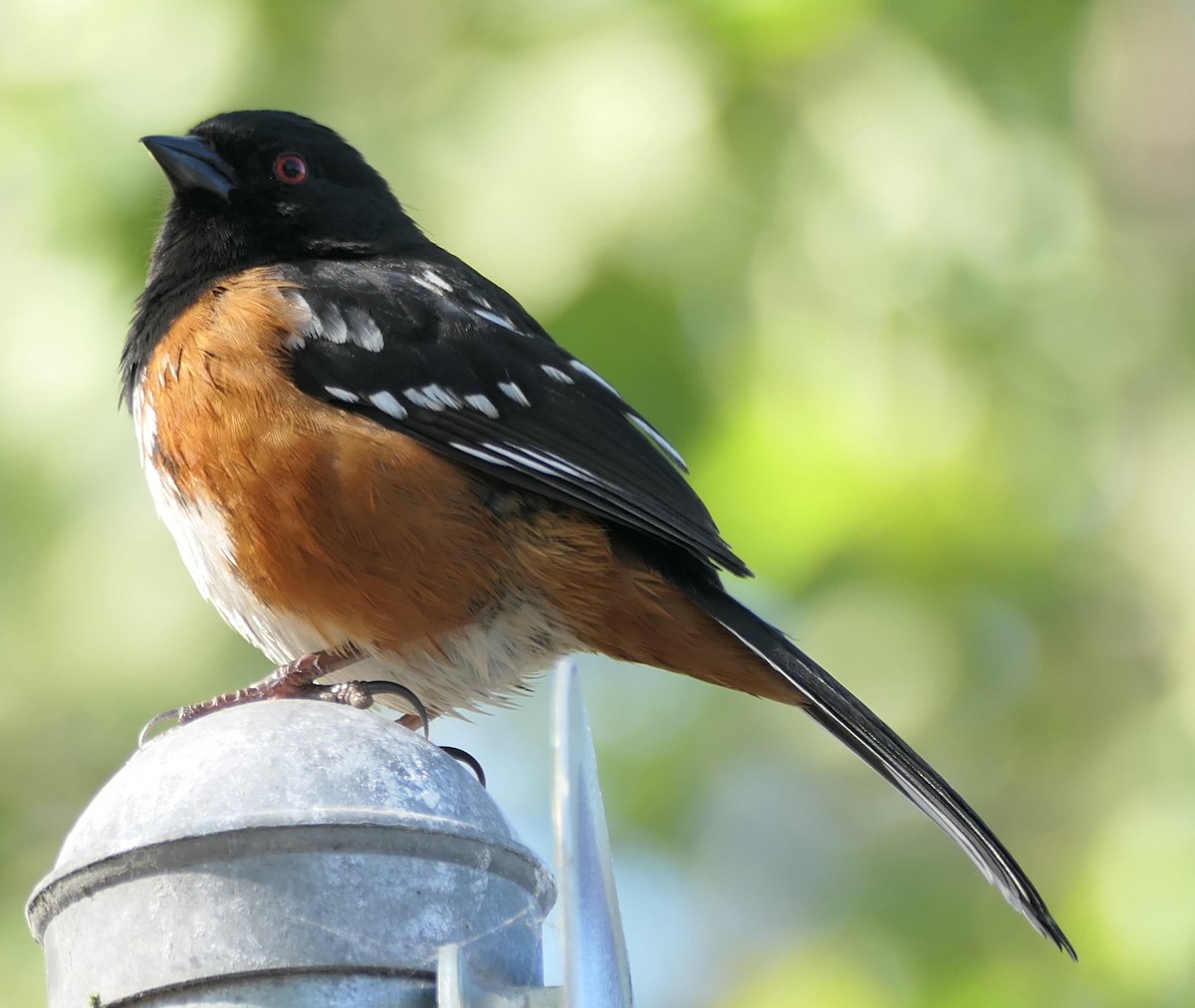Spotted Towhee - ML563855411