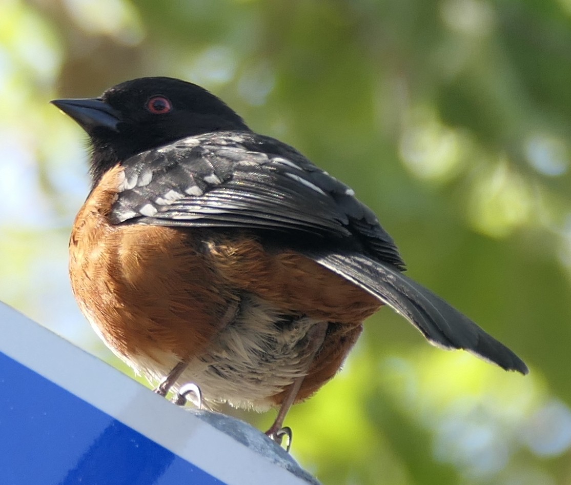 Spotted Towhee - ML563855421