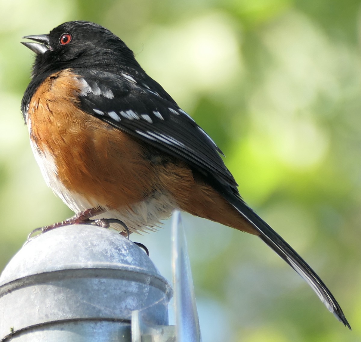 Spotted Towhee - ML563855431