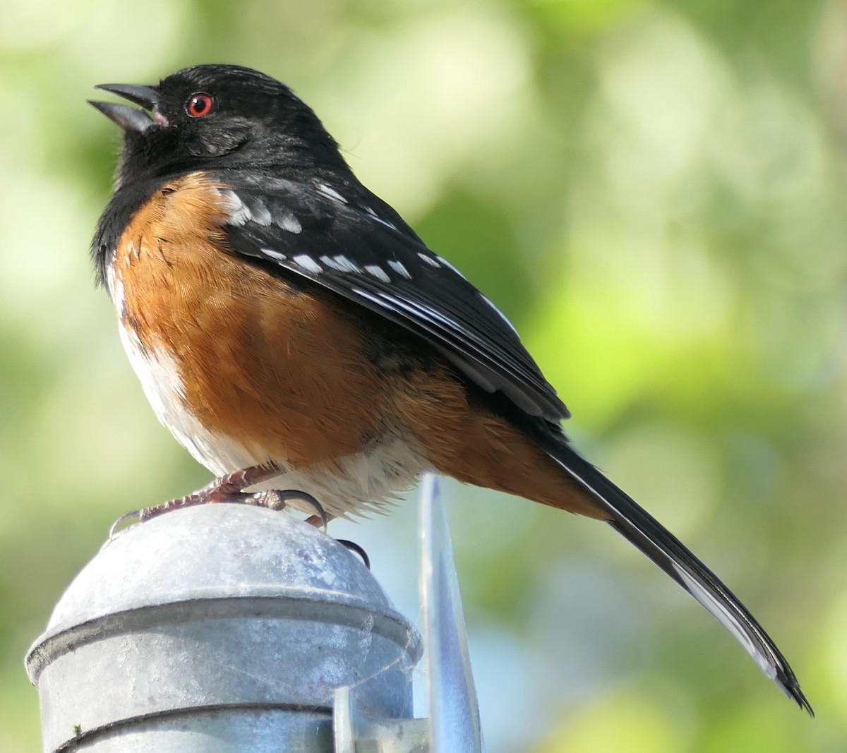 Spotted Towhee - ML563855441