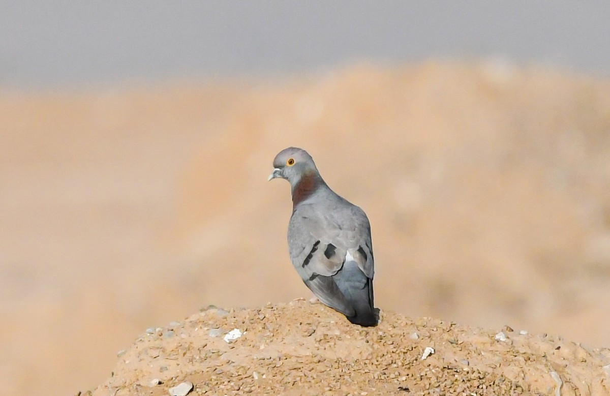 Yellow-eyed Pigeon - ML563863511