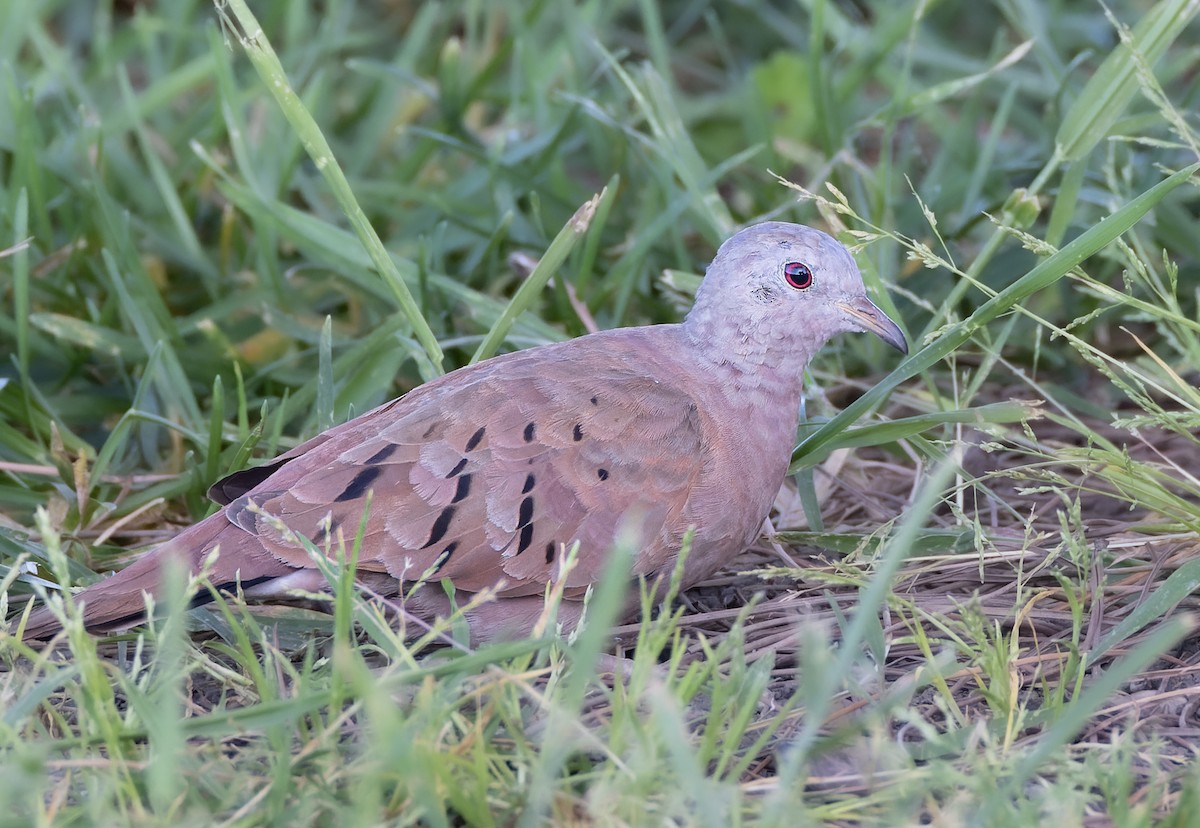 Ruddy Ground Dove - ML563864151