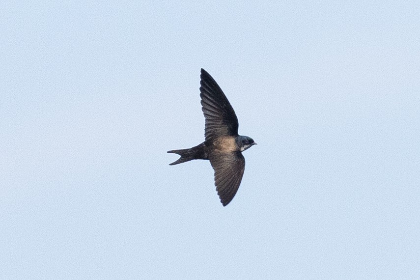 Black-capped Swallow - ML563864671