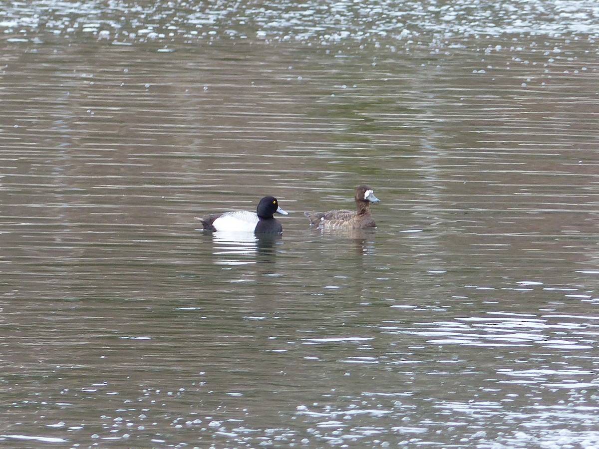 Greater Scaup - ML56386731