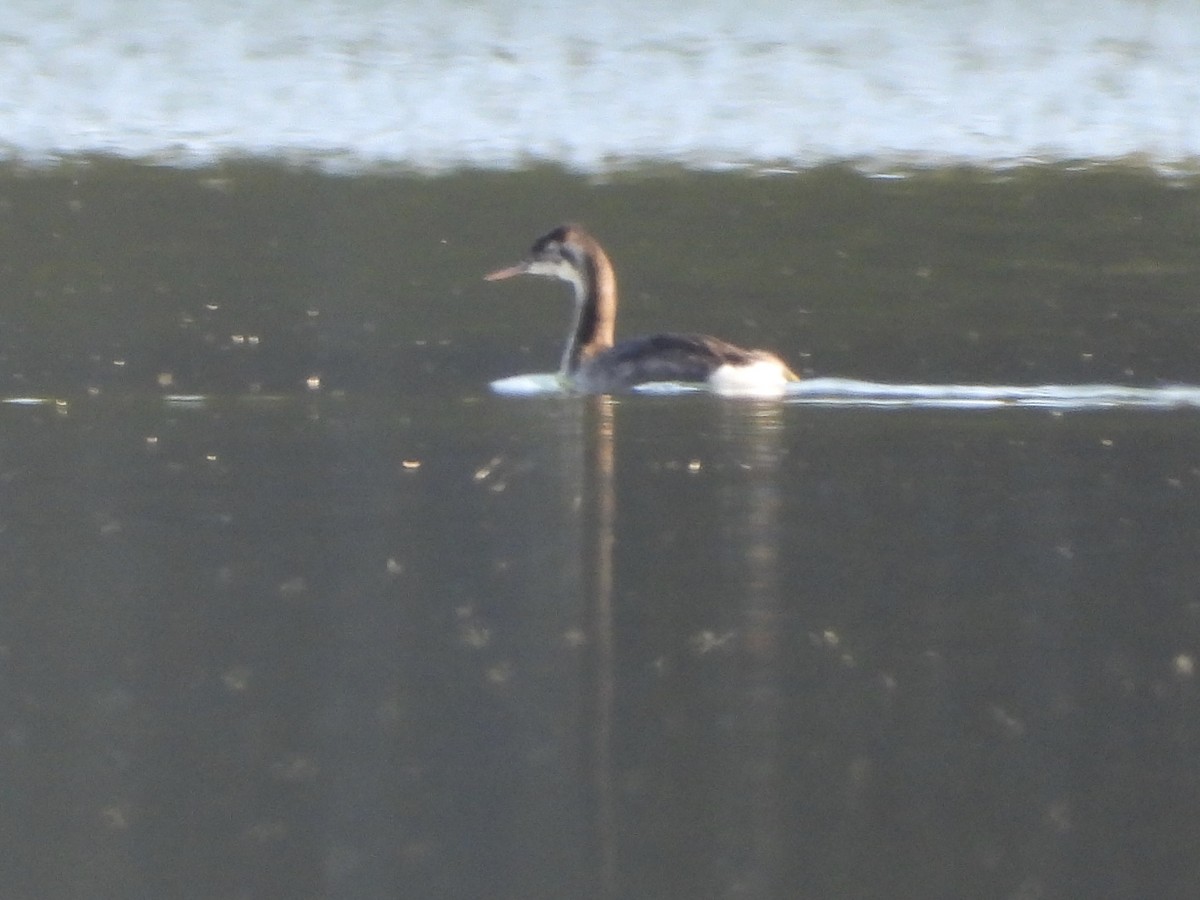 Great Crested Grebe - ML563867941