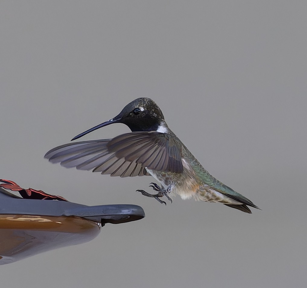 Black-chinned Hummingbird - ML563874581