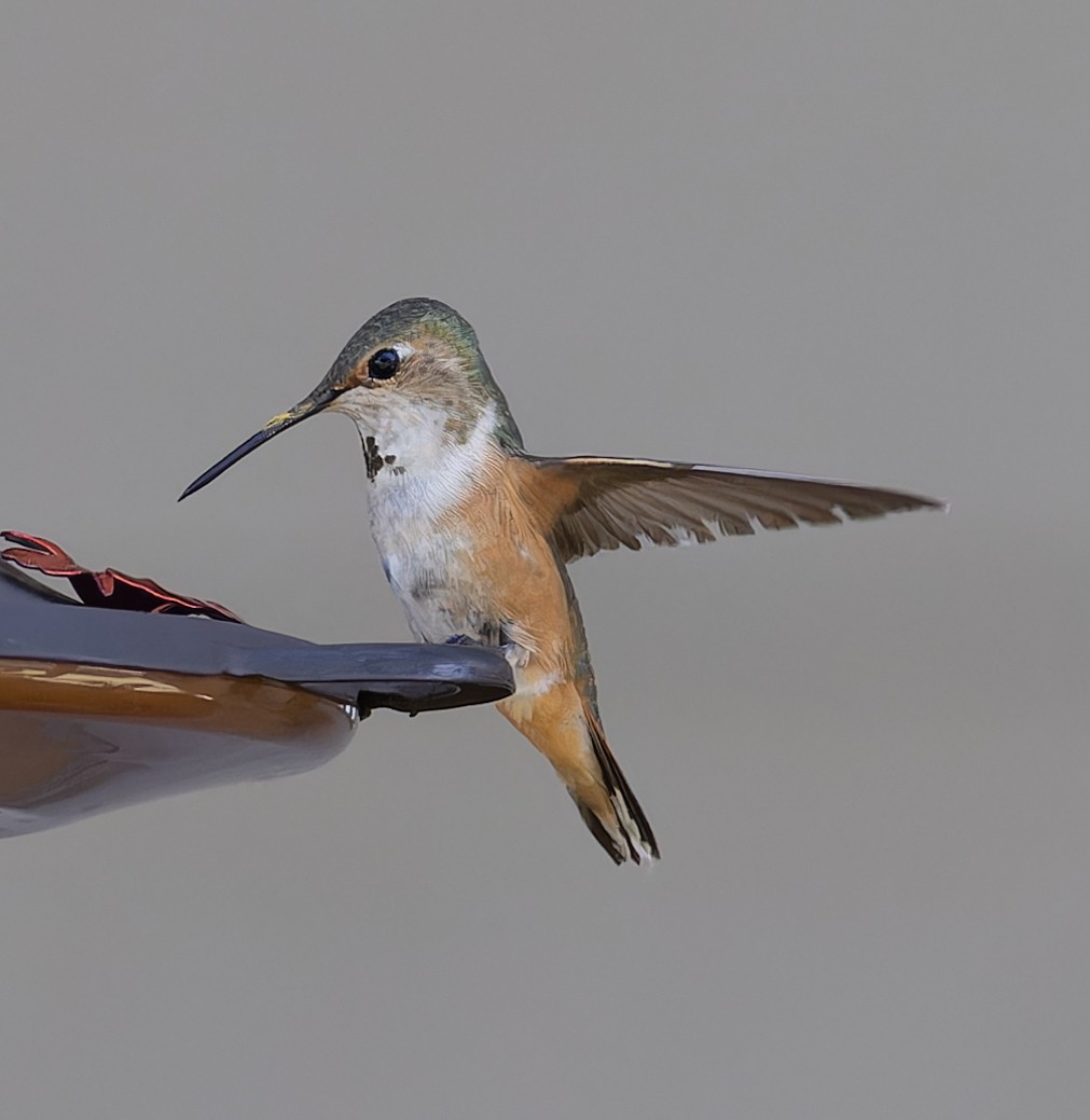 Rufous/Allen's Hummingbird - ML563874671