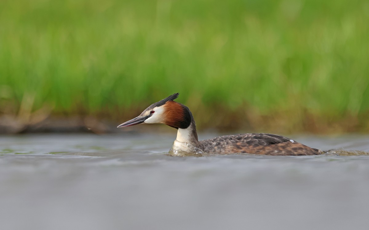 Great Crested Grebe - ML563879471