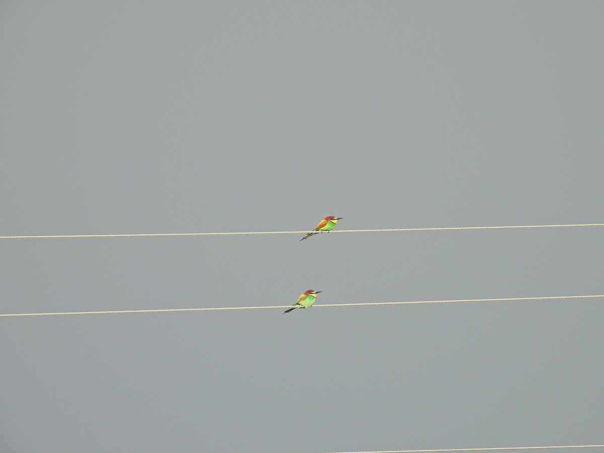 European Bee-eater - ML563882661