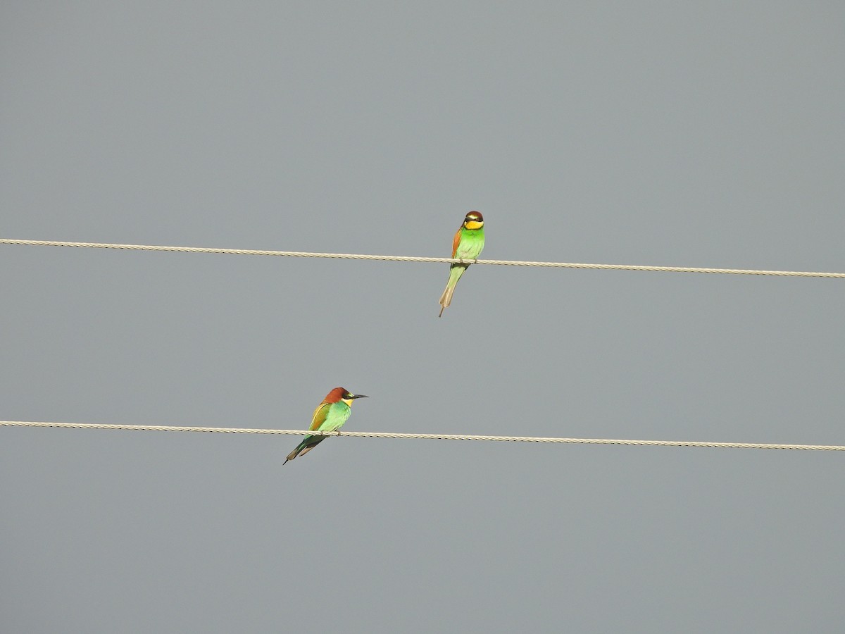 European Bee-eater - ML563882681