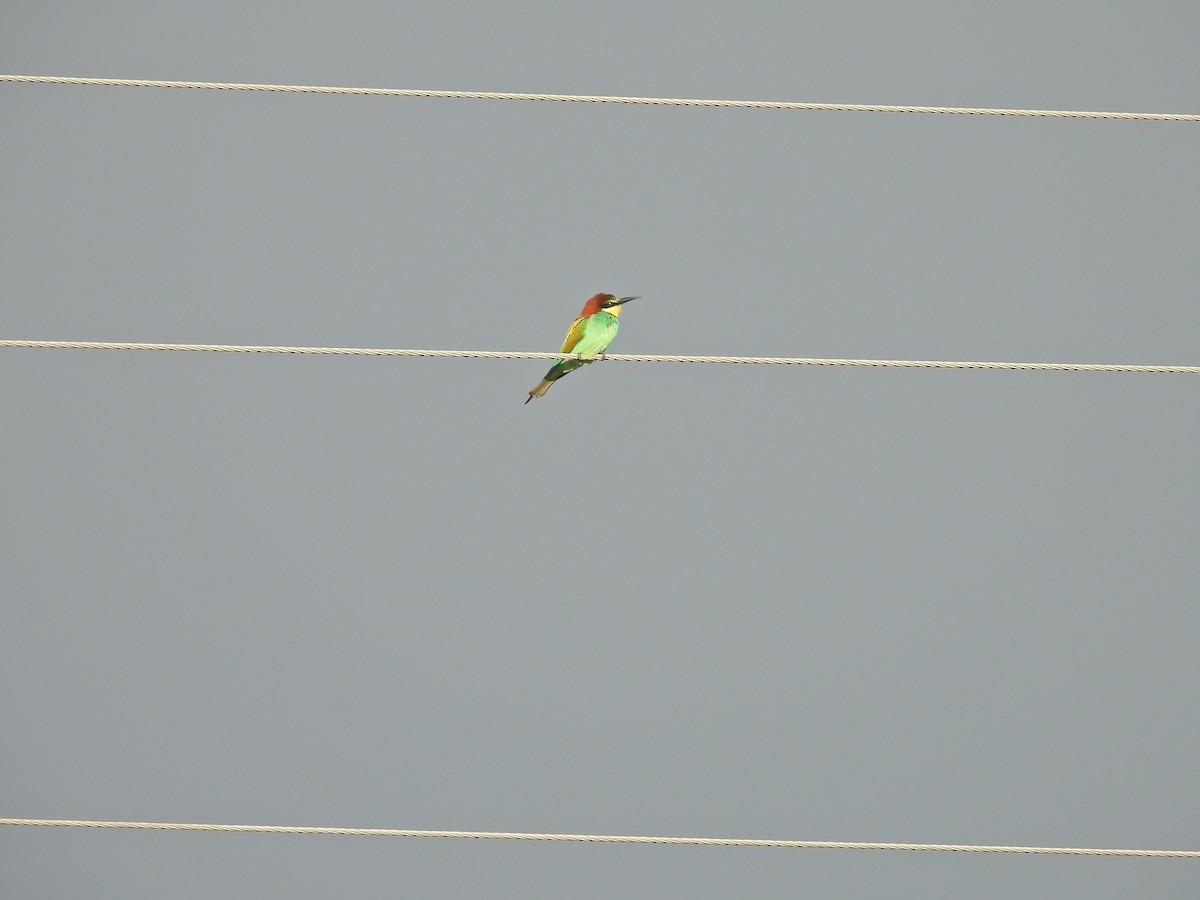 European Bee-eater - ML563882701