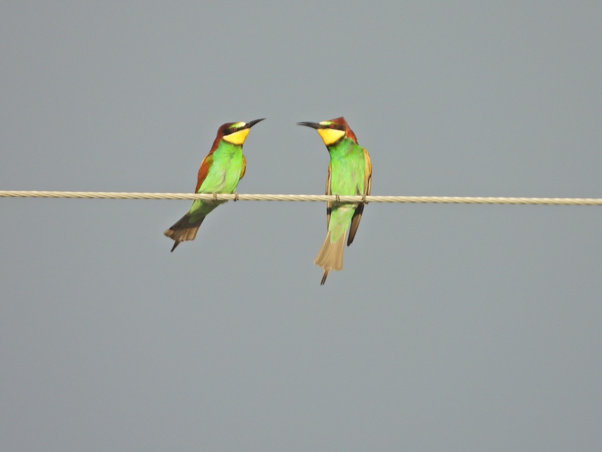 European Bee-eater - ML563882711