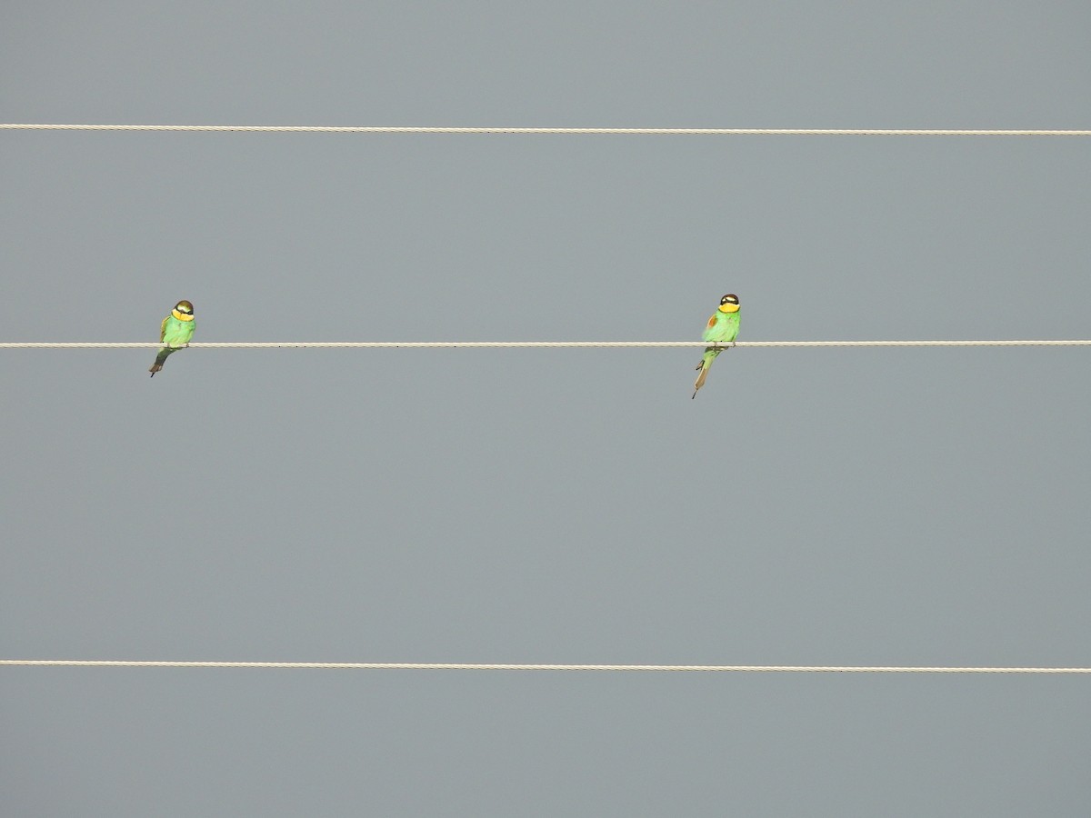 European Bee-eater - ML563882721