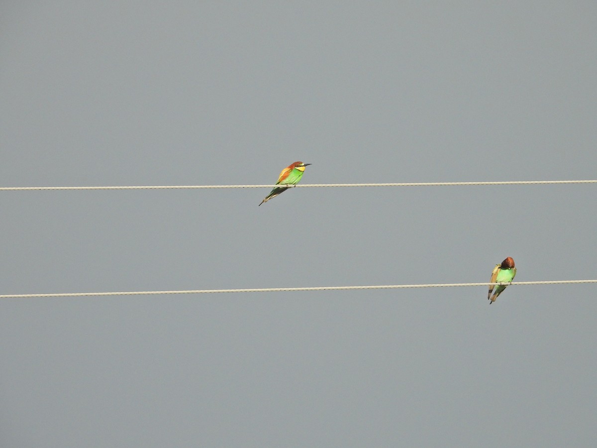 European Bee-eater - ML563882731