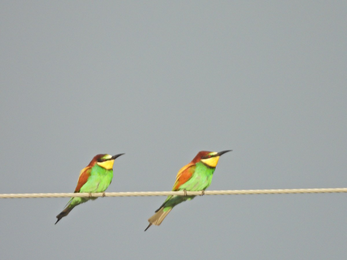 European Bee-eater - ML563882751
