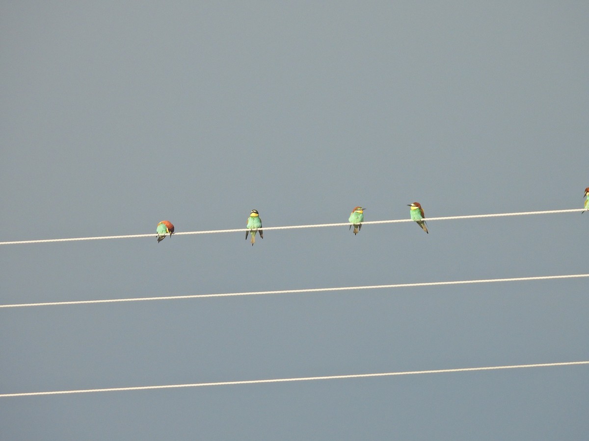 European Bee-eater - ML563882761