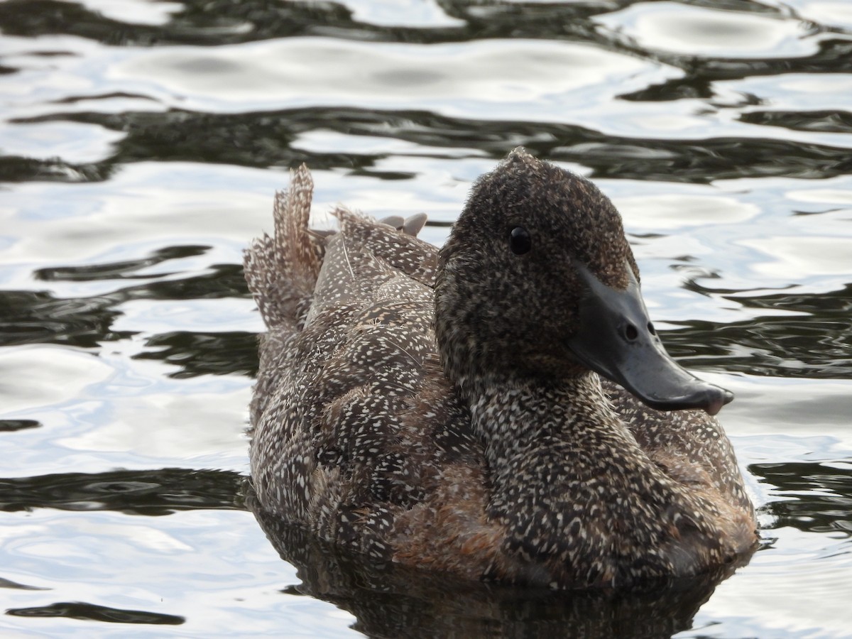 Freckled Duck - ML563883921