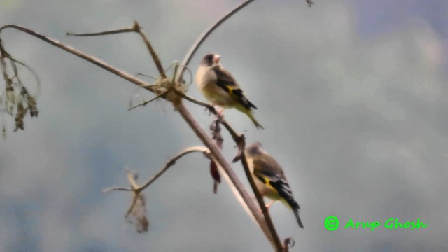 Black-headed Greenfinch - ML563890951