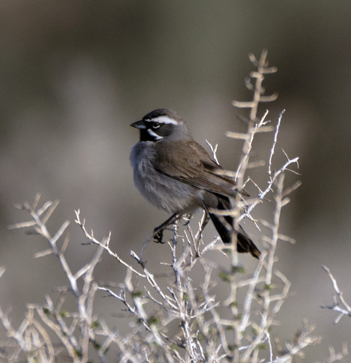 Black-throated Sparrow - ML563893731